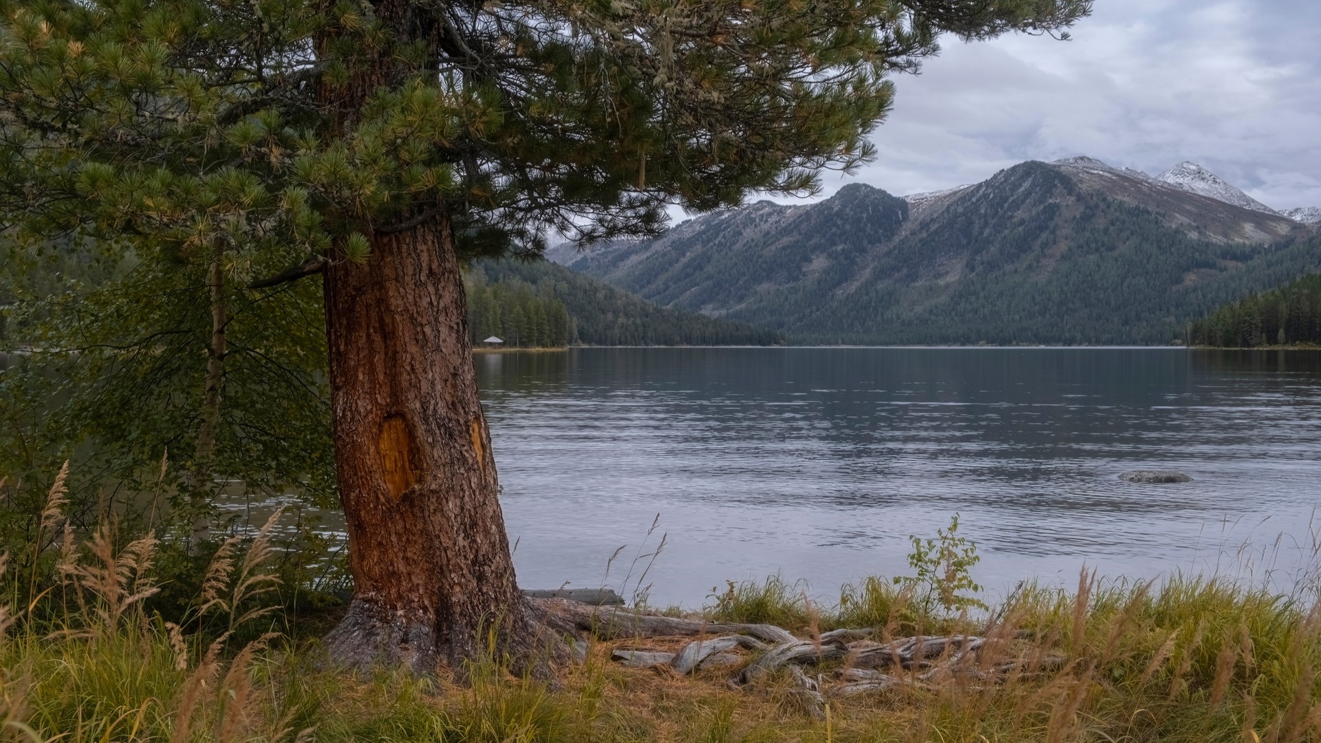 Старое кедровое дерево на фоне озера и гор, Рахмановские ключи.