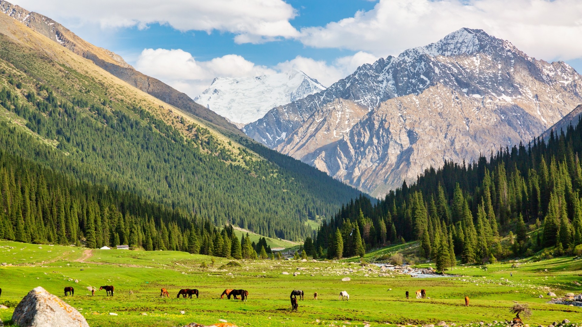Лошади на зеленом альпийском лугу в ущелье Алтын-Арашан.